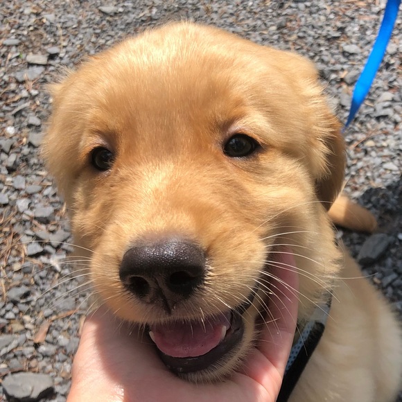 Meet your Posher, Olivia - Picture 1 of 1